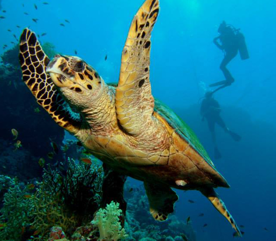 Reef Oasis Blue Bay: 10 Dives with 7 Nights All Inclusive 's photos